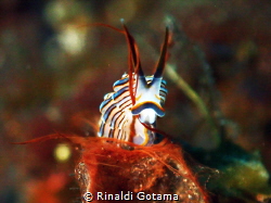 A doto nudibranch posing with a strand of red algae by Rinaldi Gotama 
